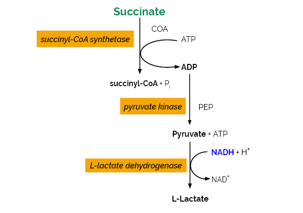 Succinic Acid Assay Kit