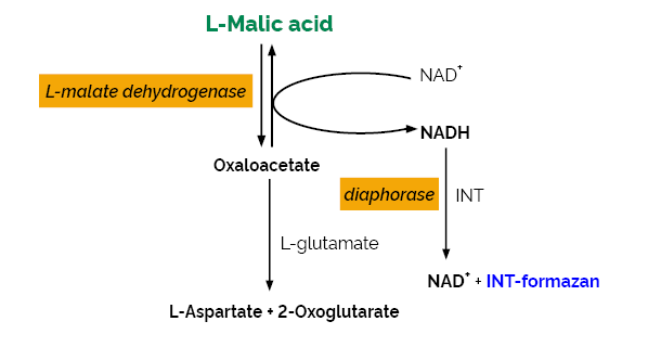 L-Malic Acid Assay Kit (MegaQuant™ Format)