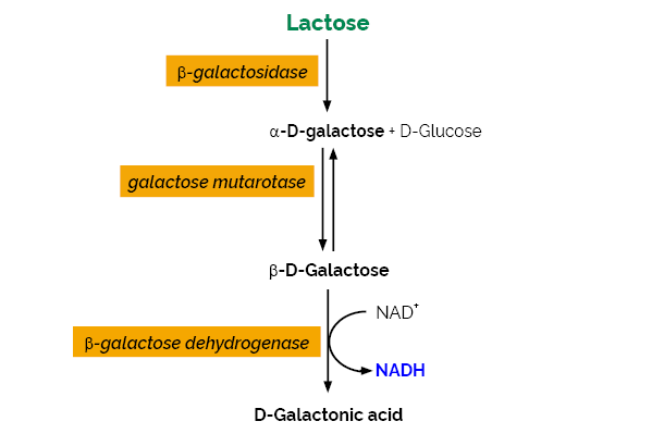 Lactose/Galactose Assay Kit&nbsp;(Rapid)
