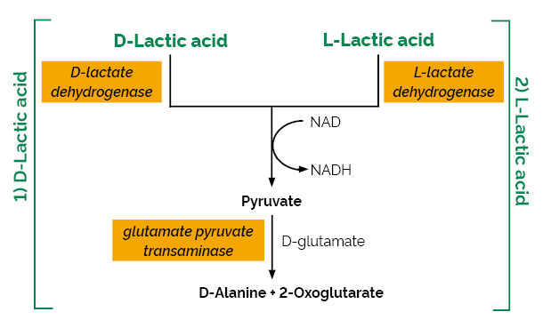 D-/L-Lactic Acid (D-/L-Lactate) (Rapid) Assay Kit