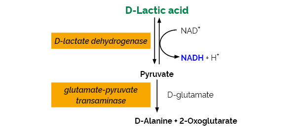 D-Lactic Acid (D-Lactate) (Rapid) Assay Kit