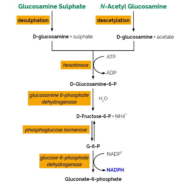 D-Glucosamine Assay Kit