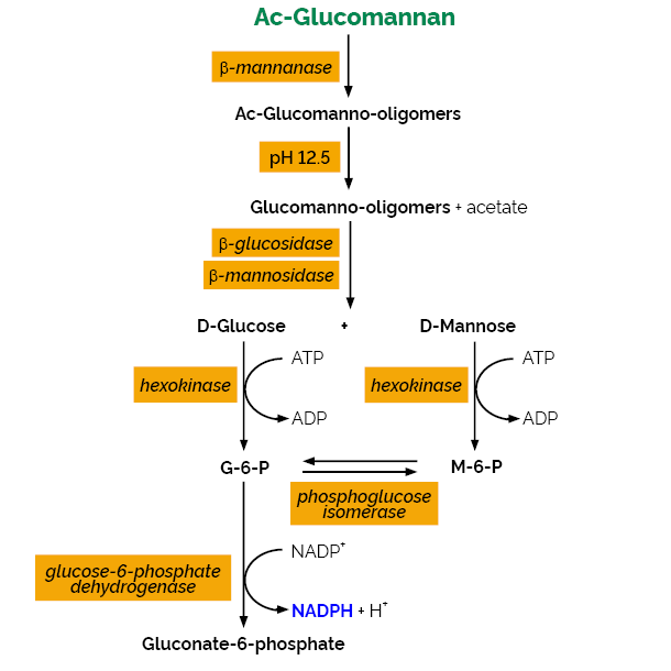 Glucomannan Assay Kit