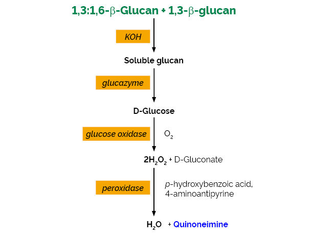 Enzymatic Yeast β-Glucan Assay Kit