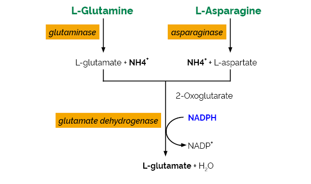 L-Asparagine/L-Glutamine/Ammonia Assay Kit&nbsp;(Rapid)