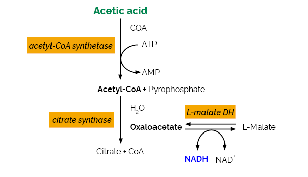 Acetic Acid Assay Kit&nbsp;(ACS Analyser Format)