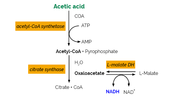 Acetic Acid Assay Kit&nbsp;(ACS Manual Format)